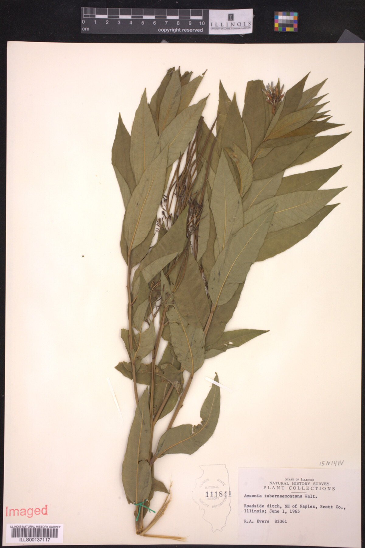 Amsonia tabernaemontana image