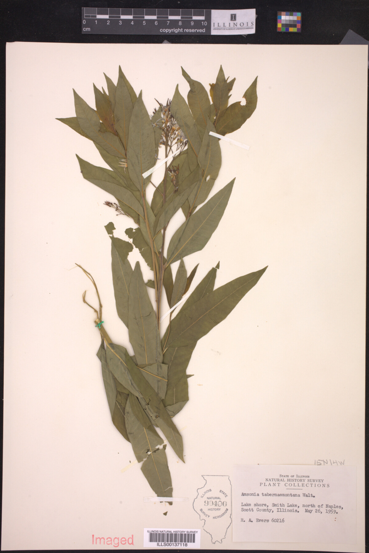 Amsonia tabernaemontana image
