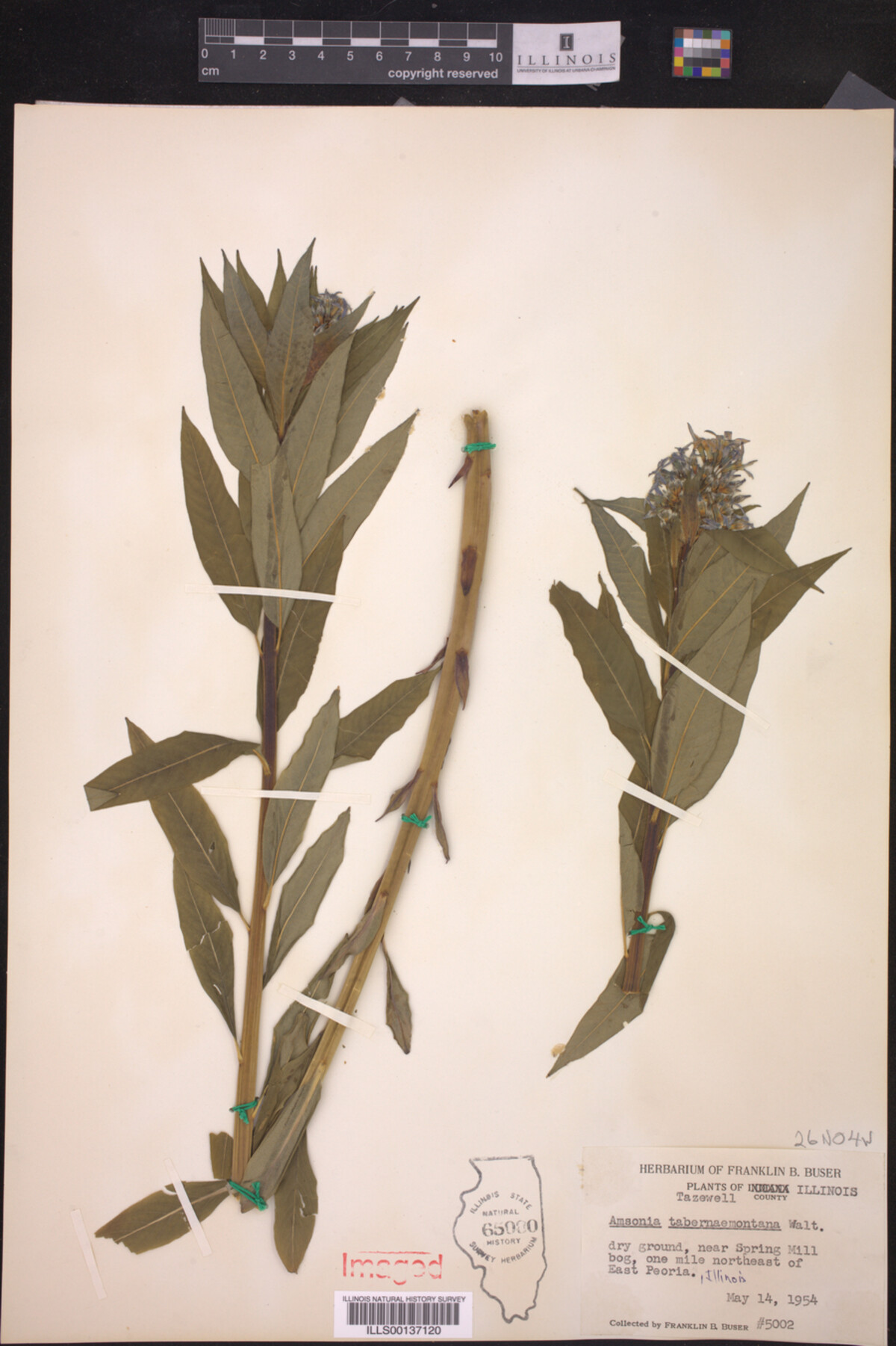 Amsonia tabernaemontana image