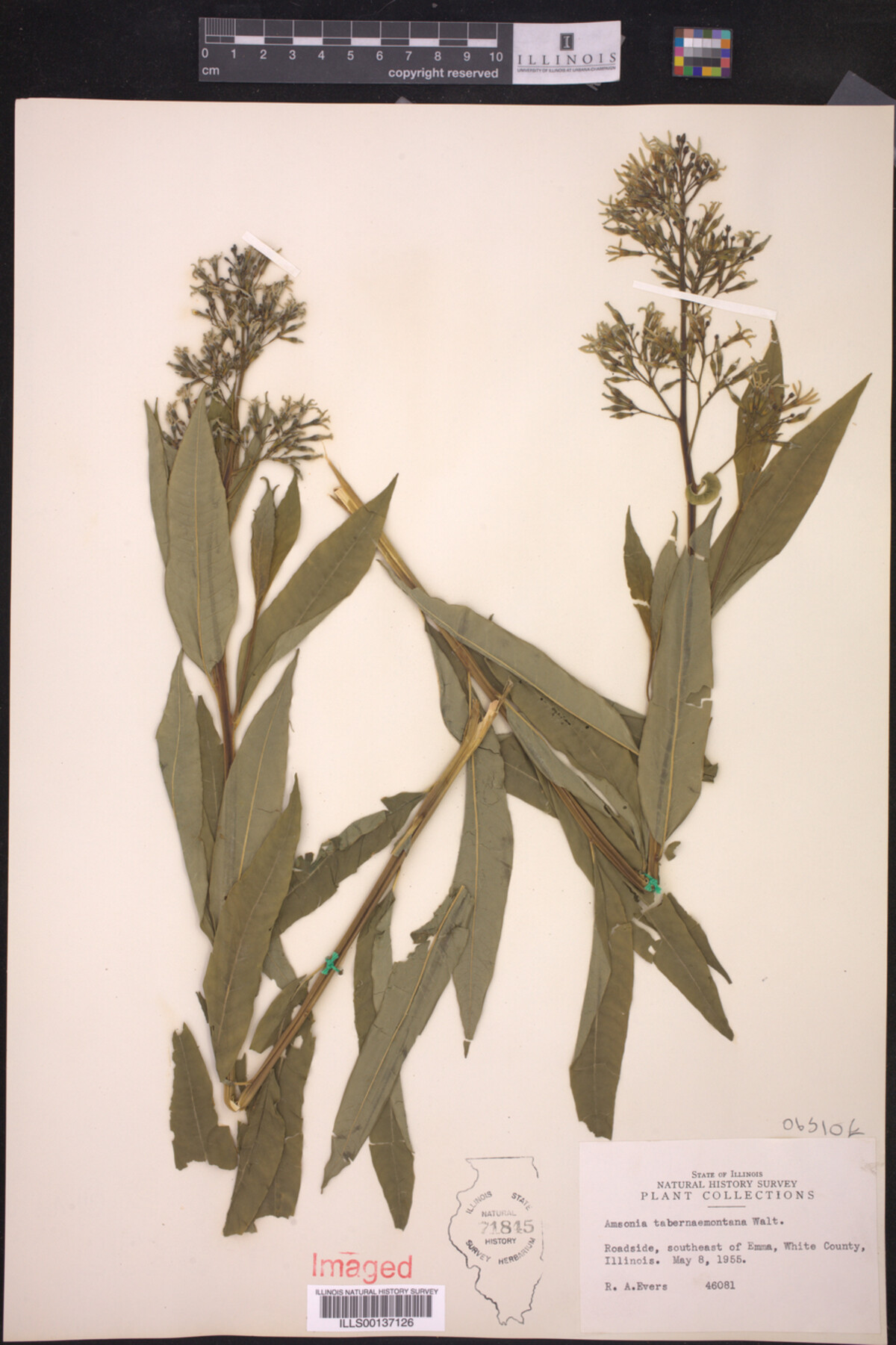 Amsonia tabernaemontana image