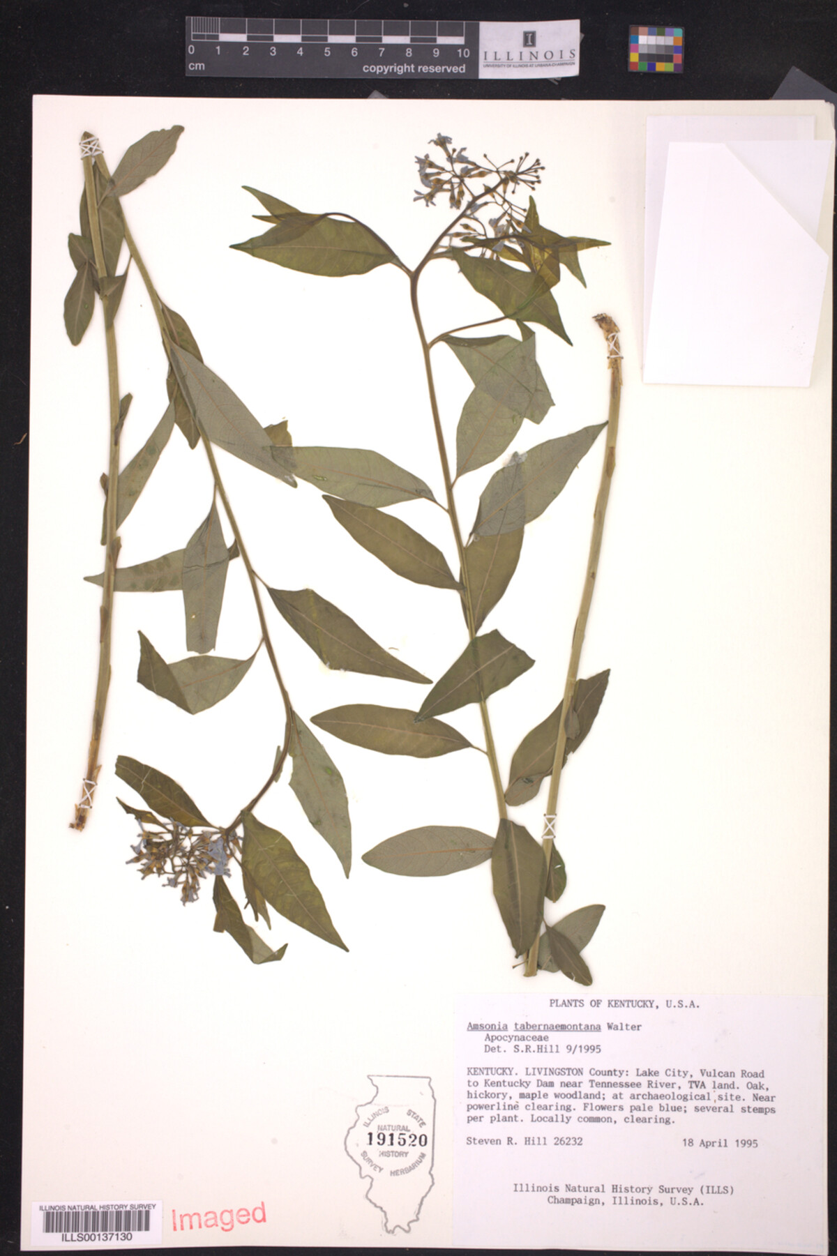 Amsonia tabernaemontana image