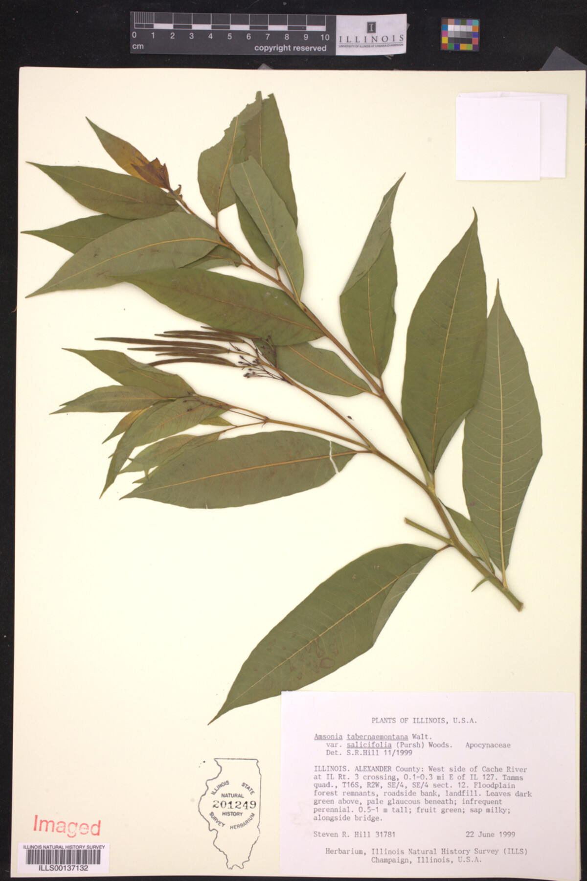 Amsonia tabernaemontana var. salicifolia image