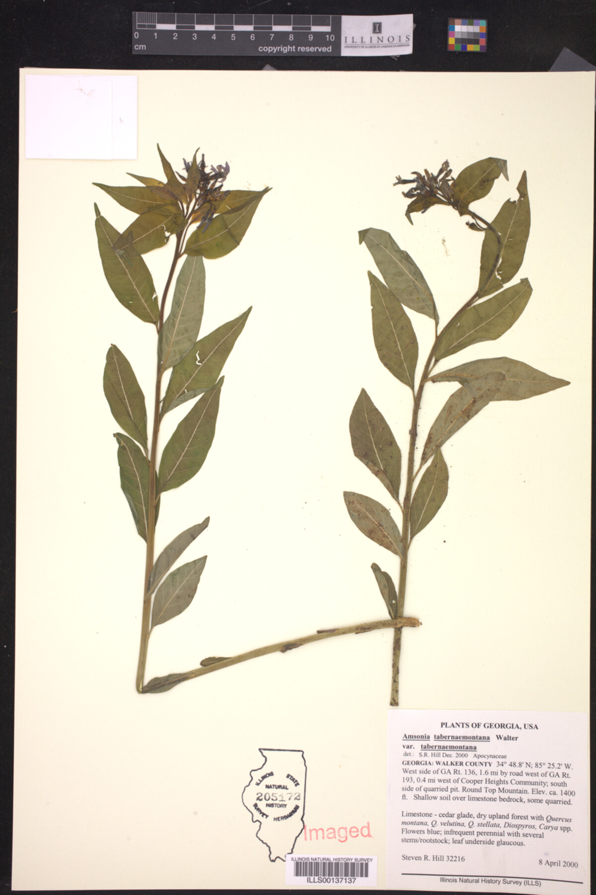 Amsonia tabernaemontana var. tabernaemontana image