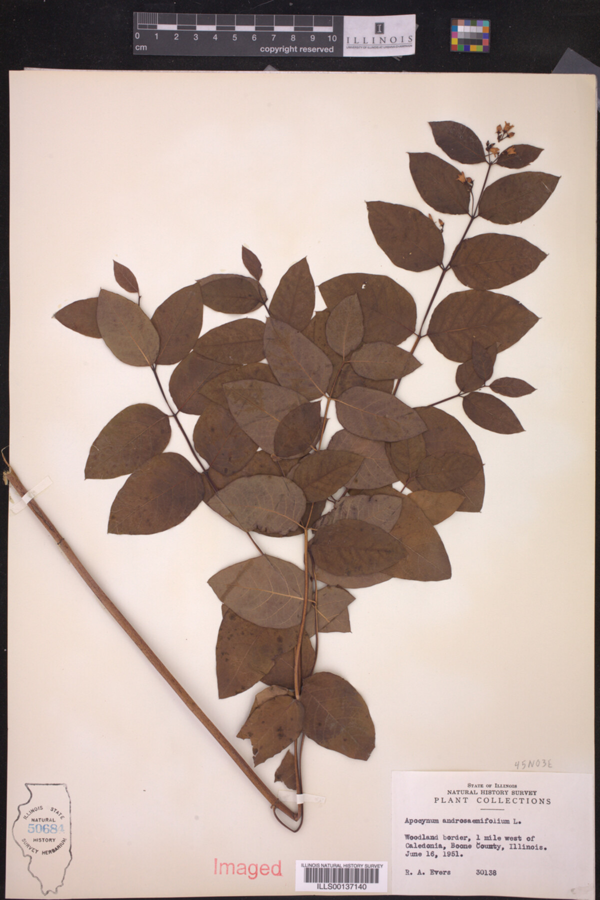Apocynum androsaemifolium image