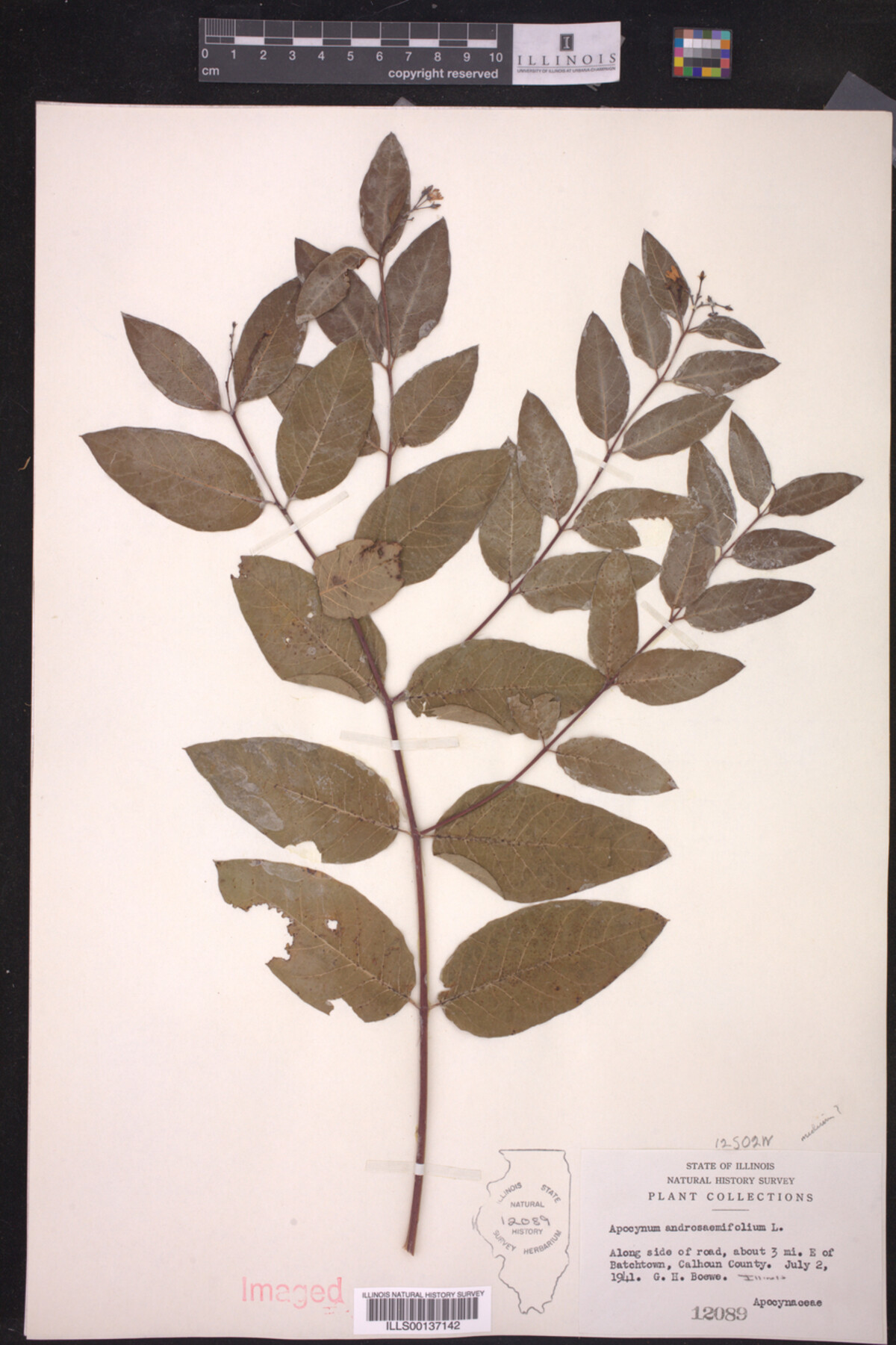 Apocynum image