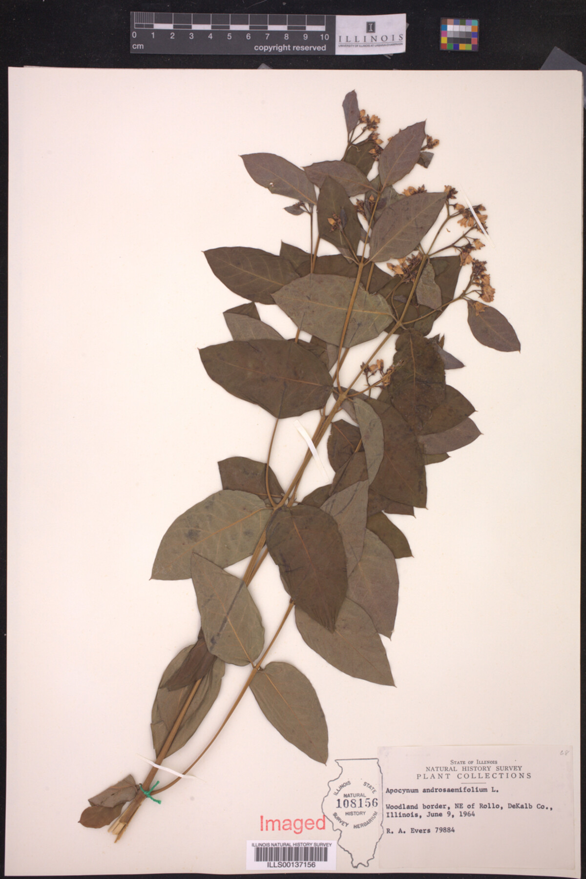 Apocynum androsaemifolium image