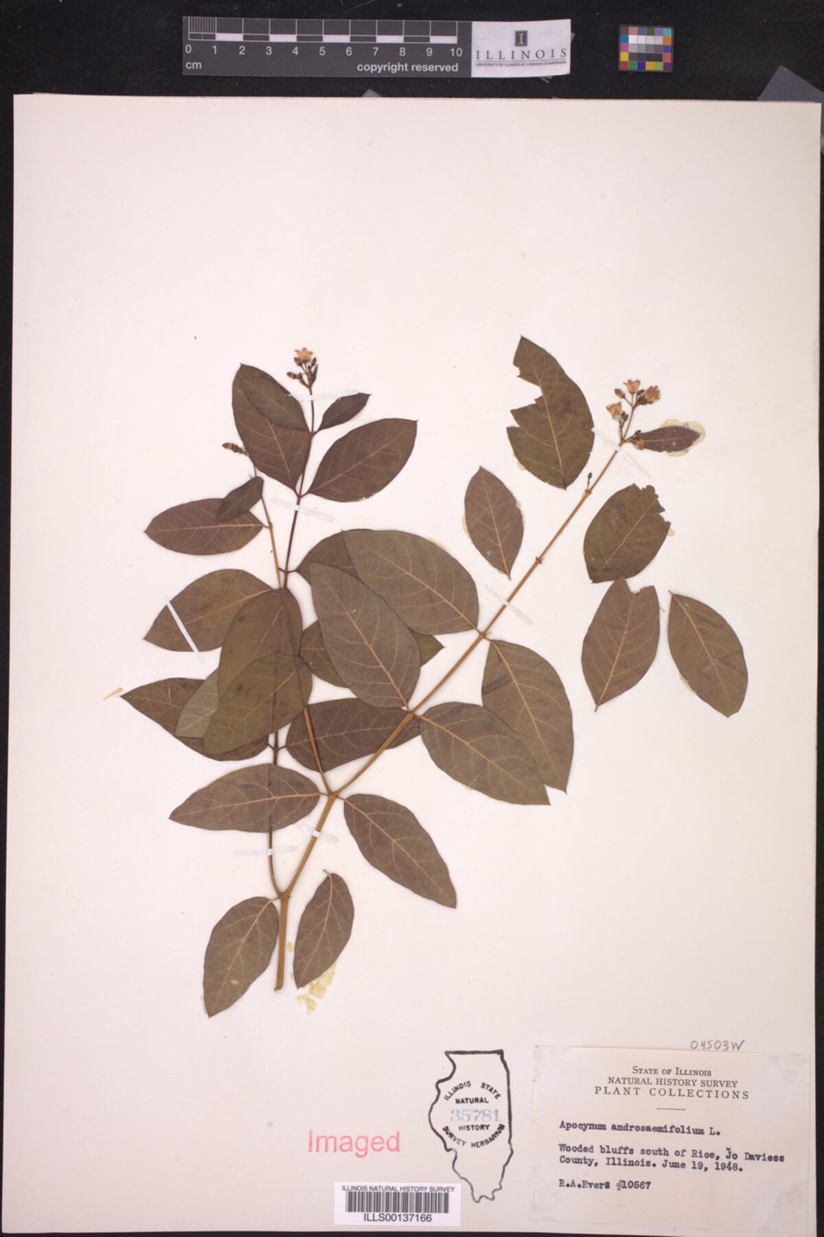 Apocynum androsaemifolium image