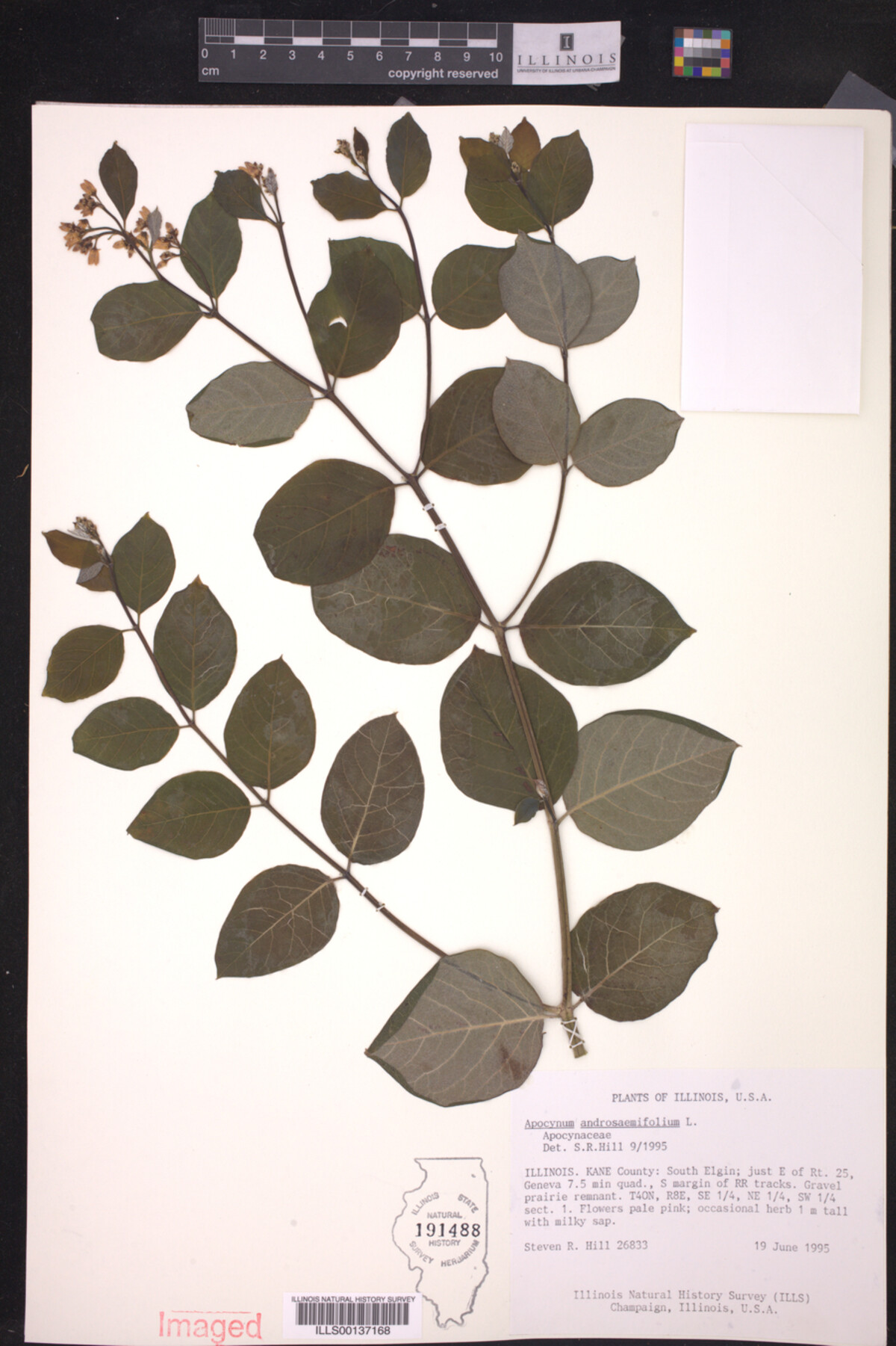 Apocynum androsaemifolium image