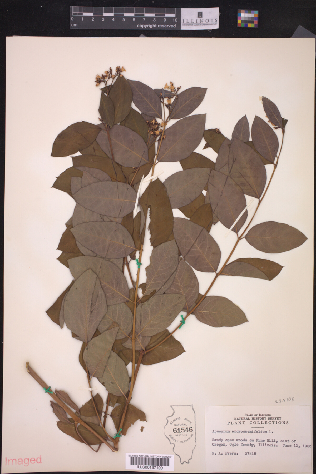 Apocynum androsaemifolium image