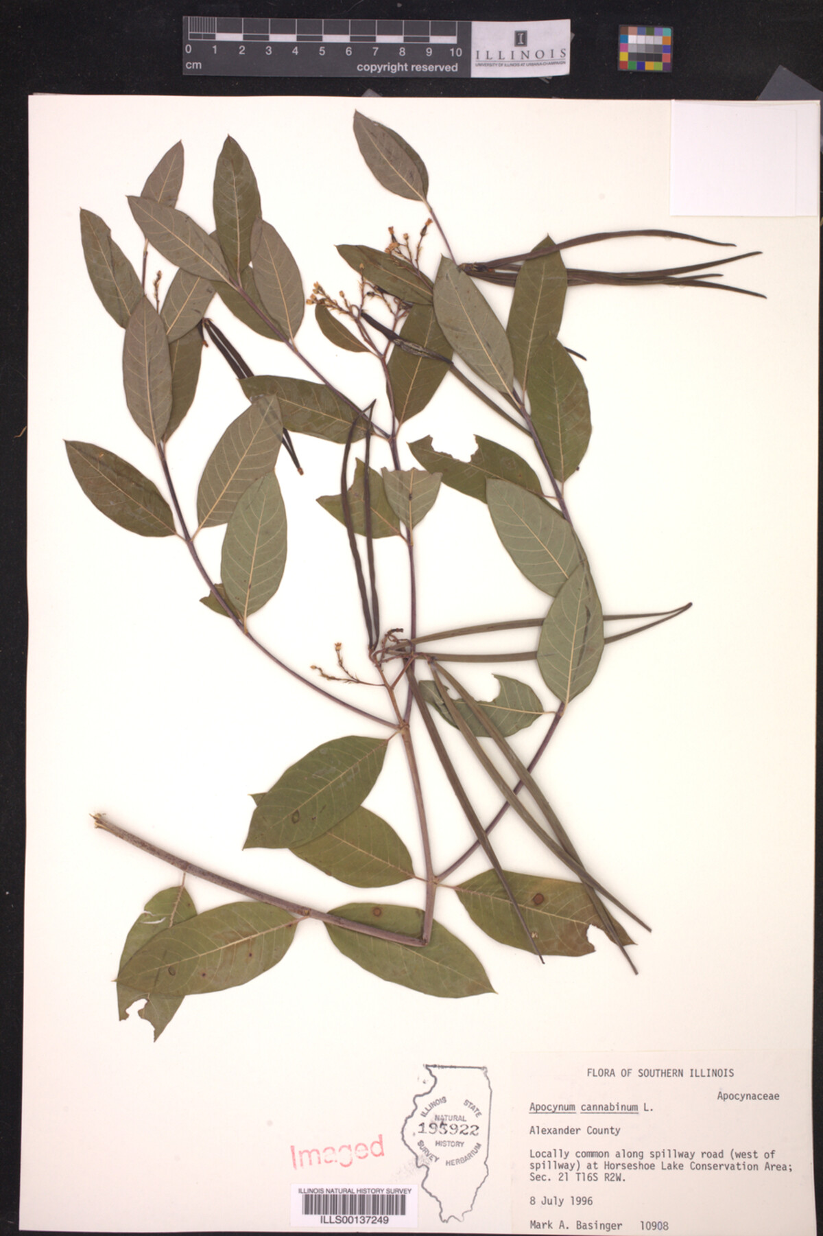 Apocynum cannabinum image