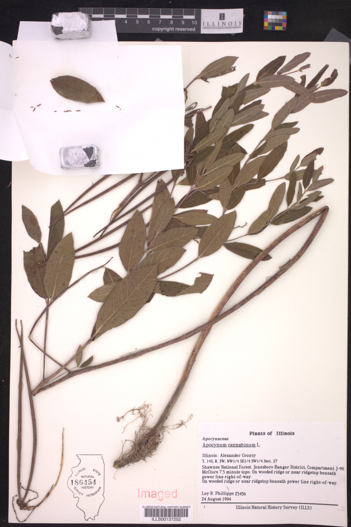 Apocynum cannabinum image