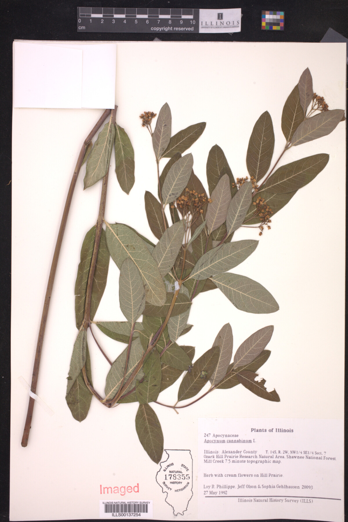 Apocynum cannabinum image