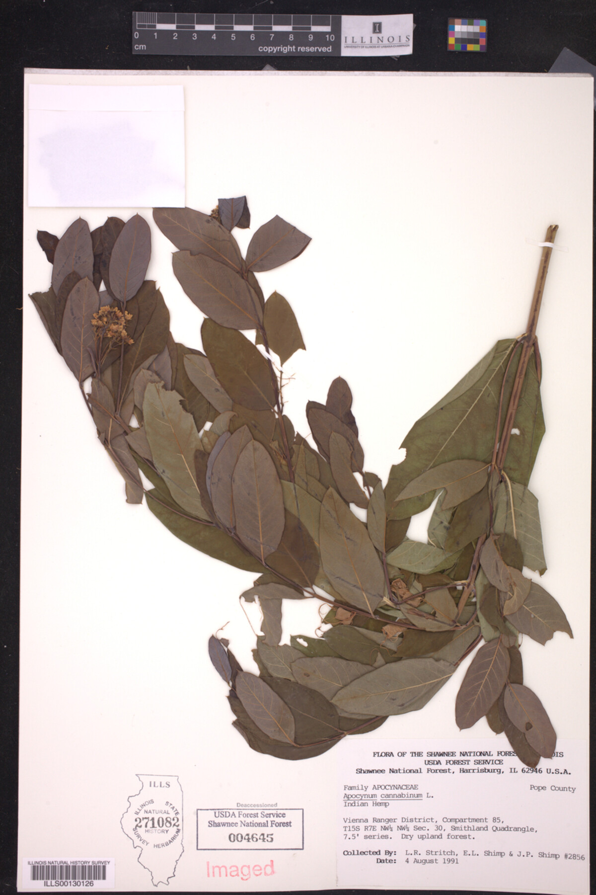 Apocynum cannabinum image