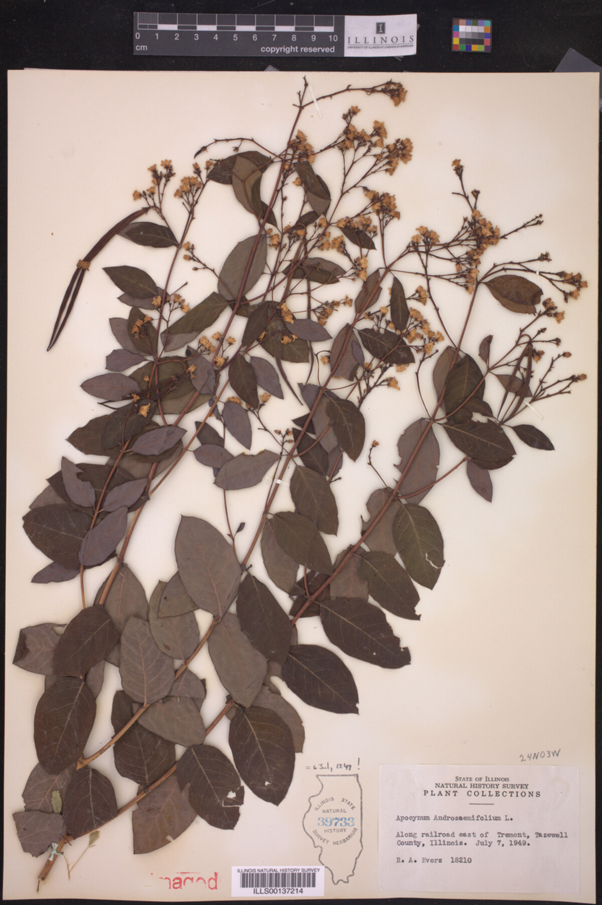 Apocynum androsaemifolium image