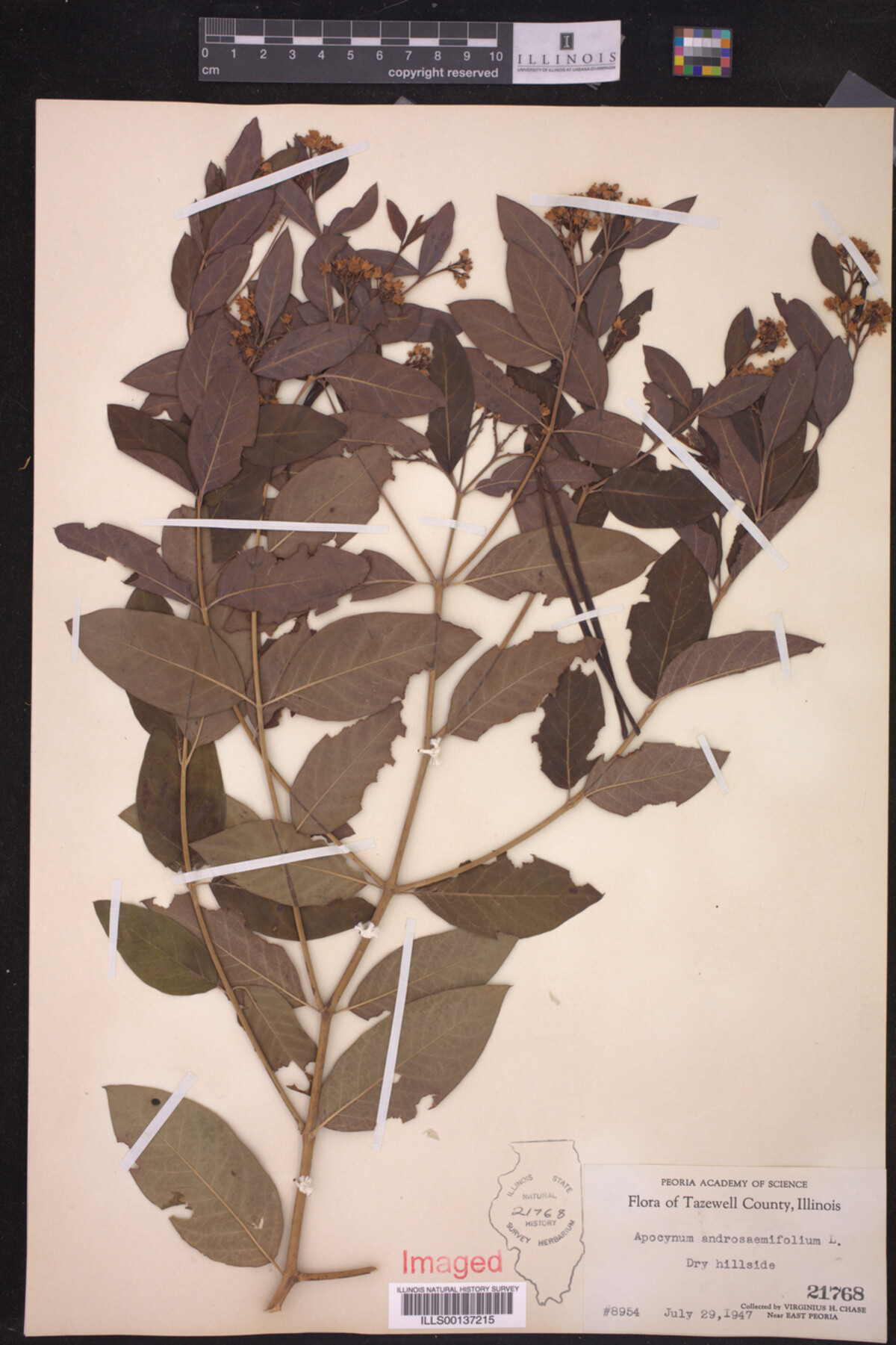 Apocynum androsaemifolium image
