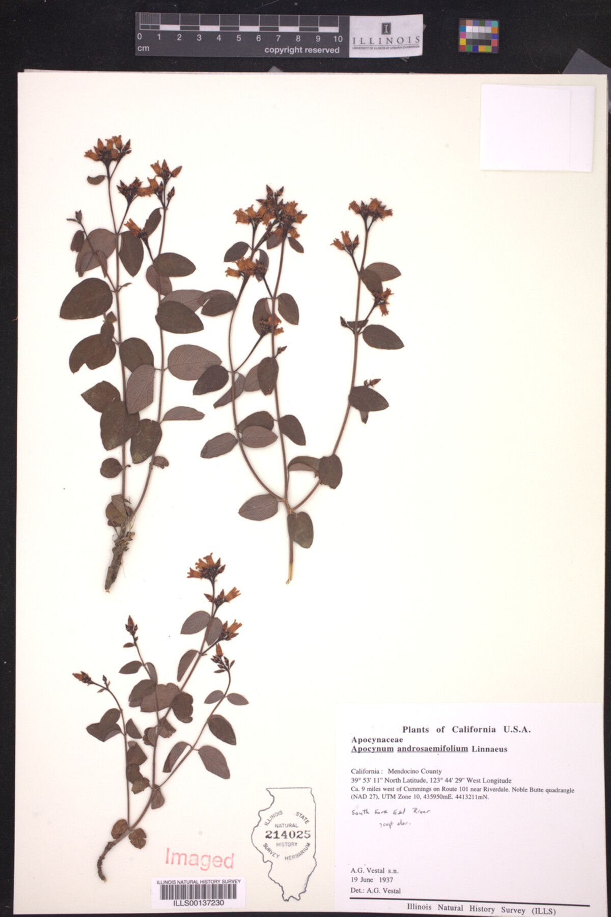 Apocynum androsaemifolium image