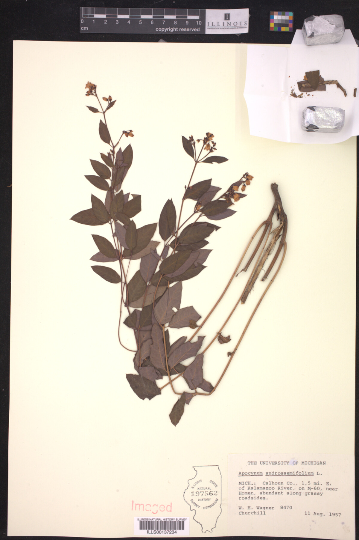 Apocynum androsaemifolium image