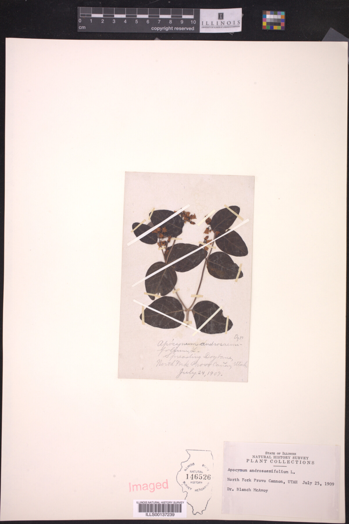 Apocynum androsaemifolium image