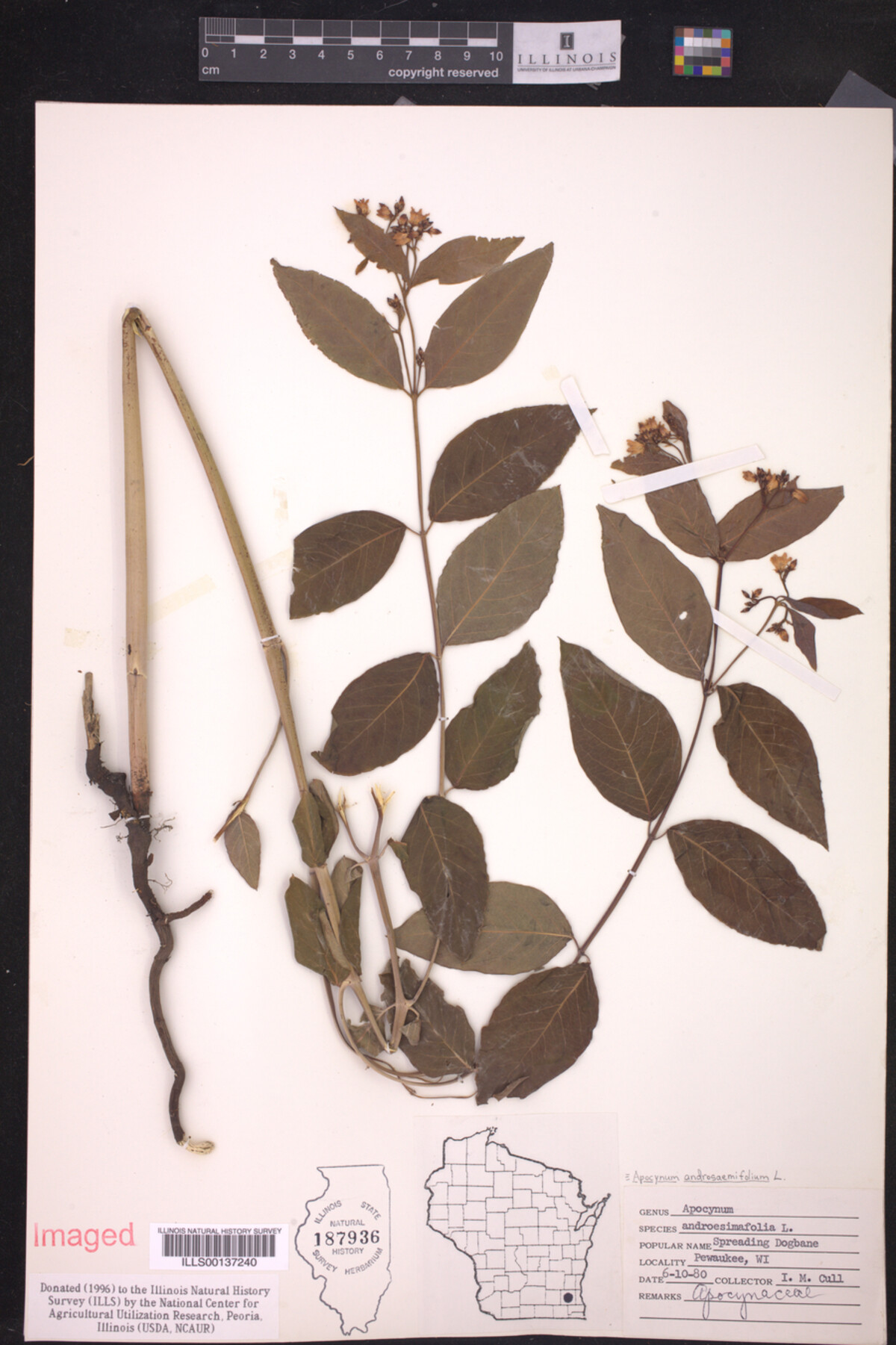 Apocynum androsaemifolium image