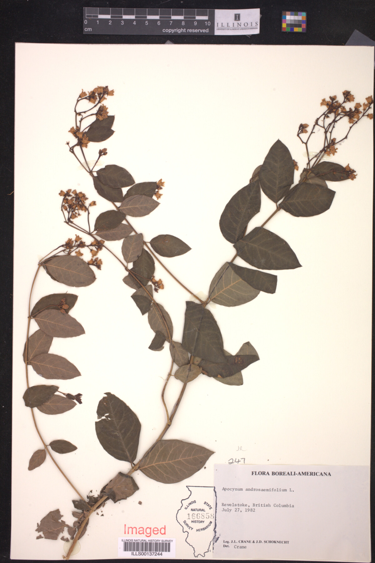 Apocynum androsaemifolium image