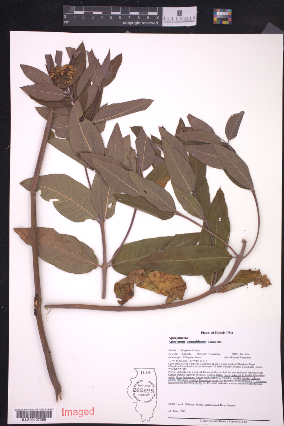 Apocynum cannabinum image