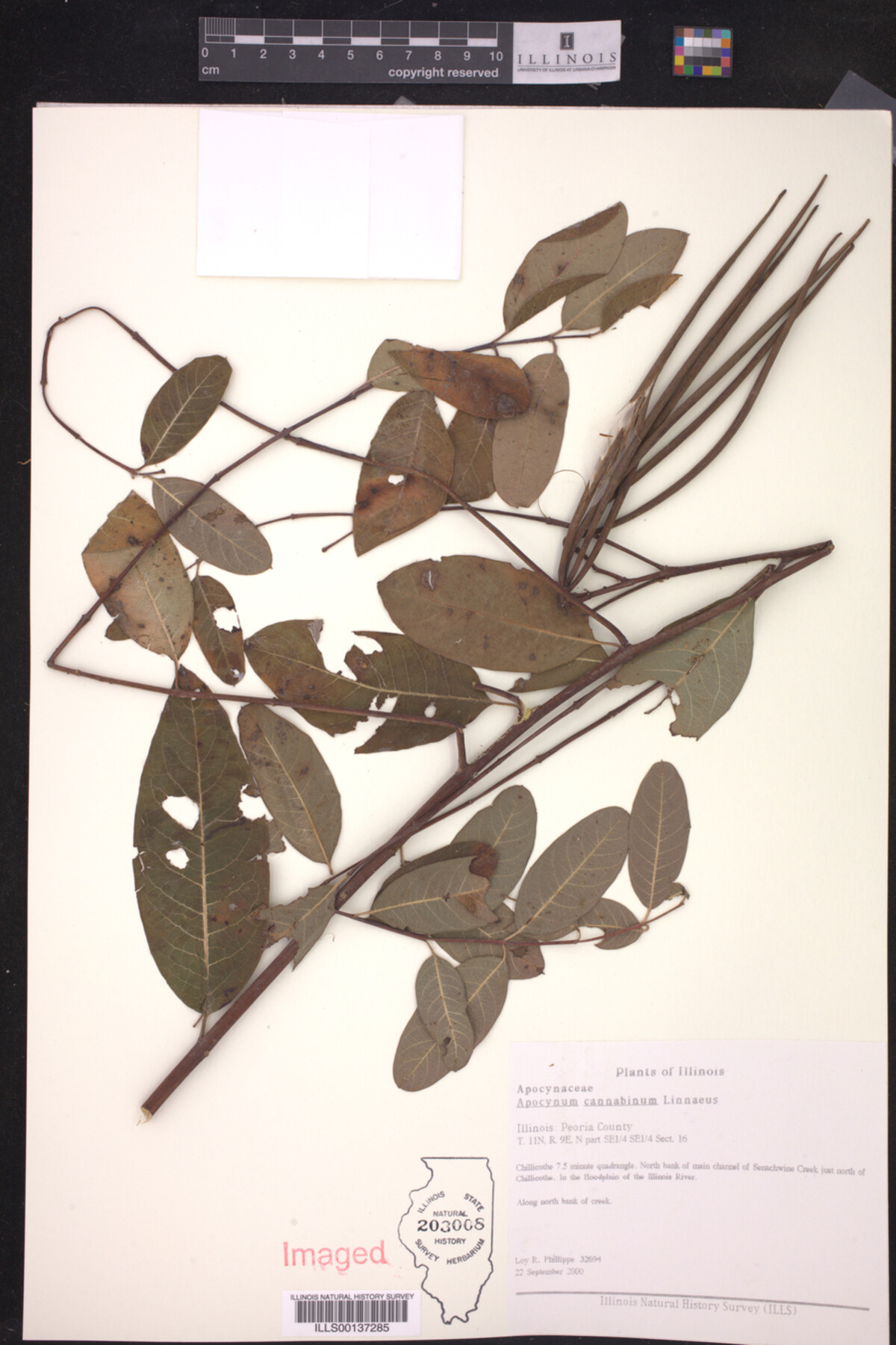 Apocynum cannabinum image