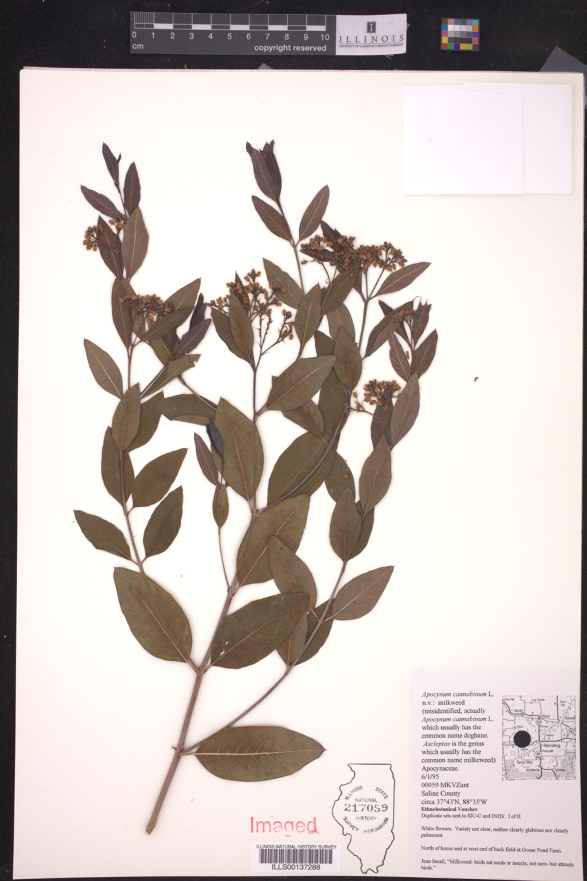 Apocynum cannabinum image