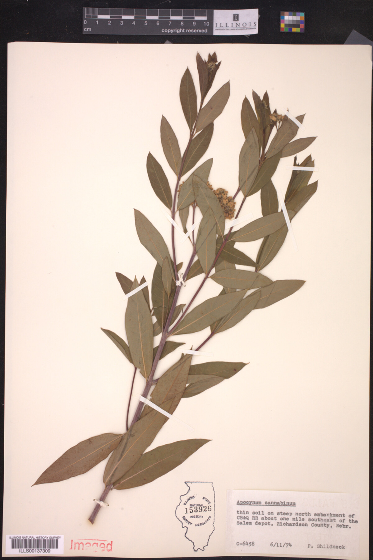 Apocynum cannabinum image