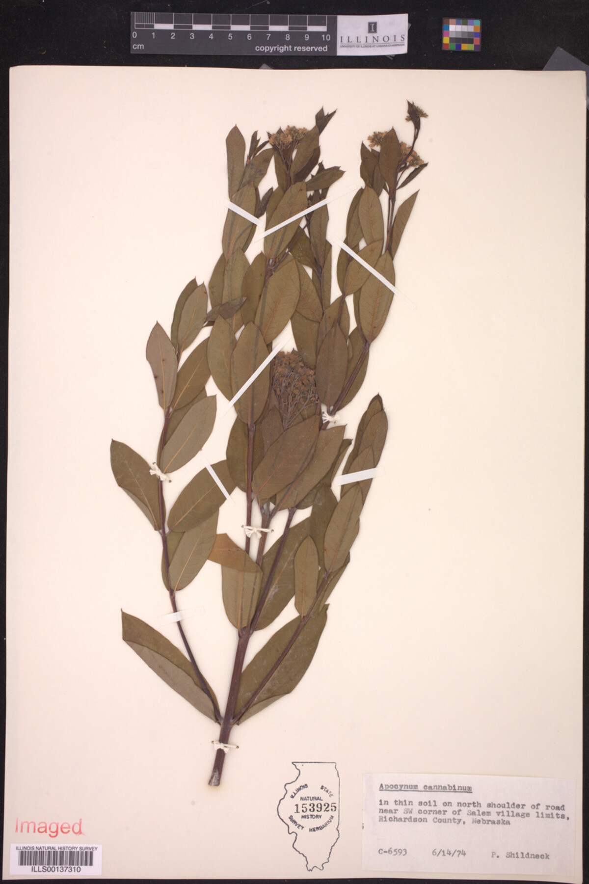 Apocynum cannabinum image