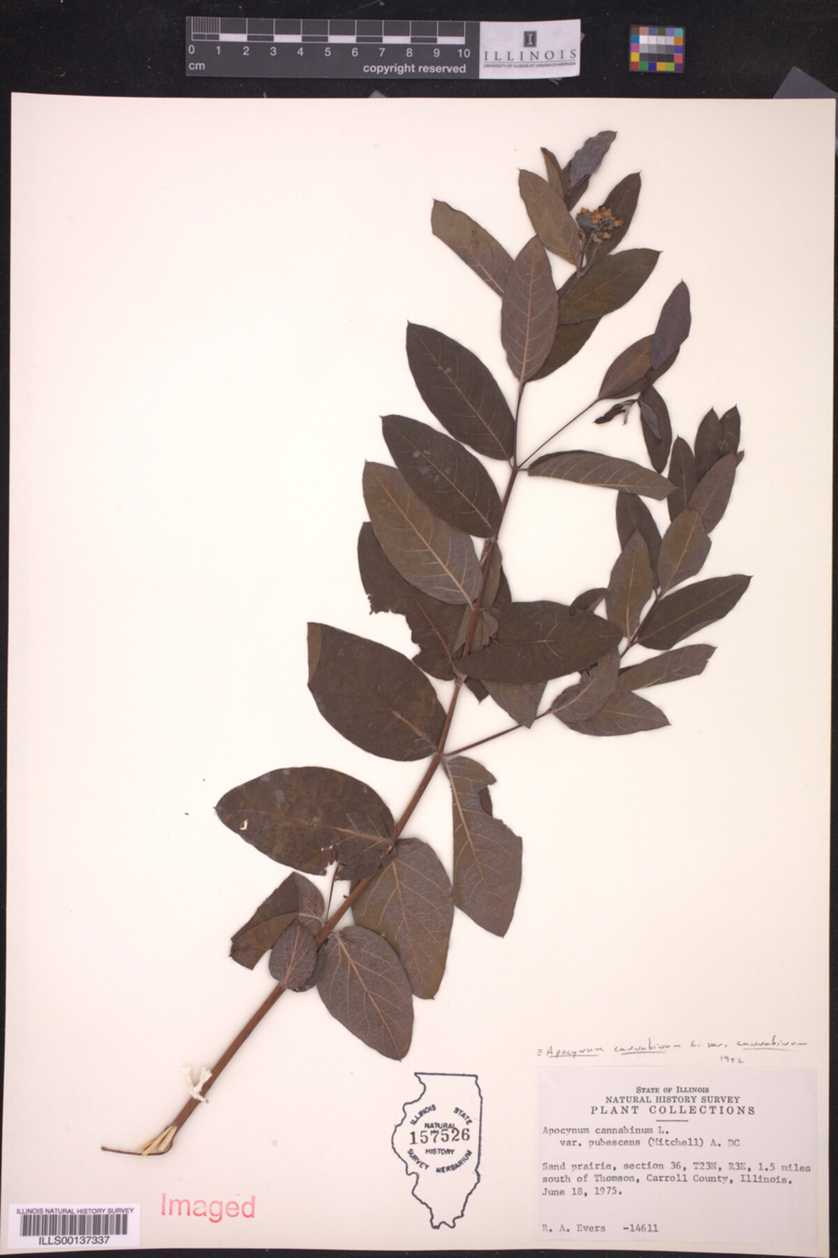 Apocynum cannabinum var. cannabinum image
