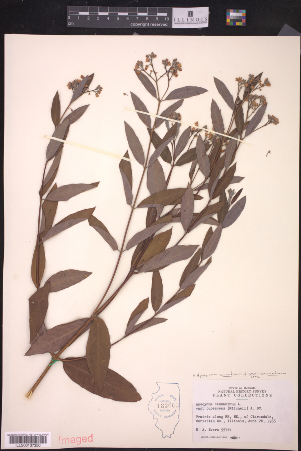 Apocynum cannabinum var. cannabinum image