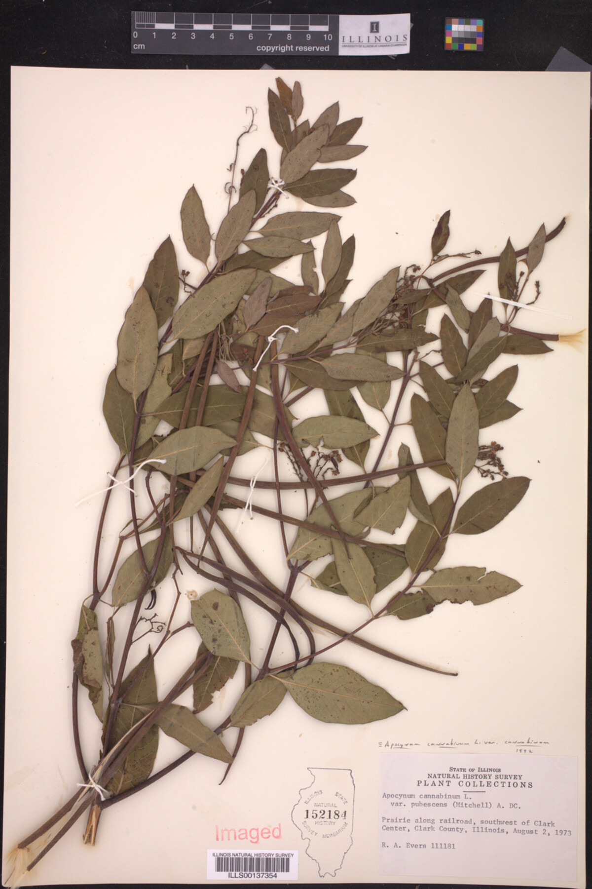 Apocynum cannabinum var. cannabinum image