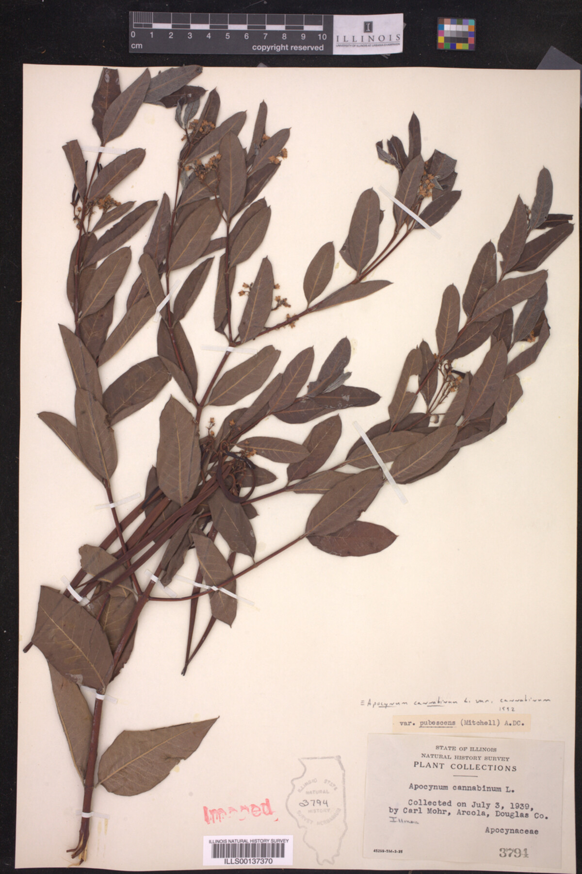 Apocynum cannabinum var. cannabinum image