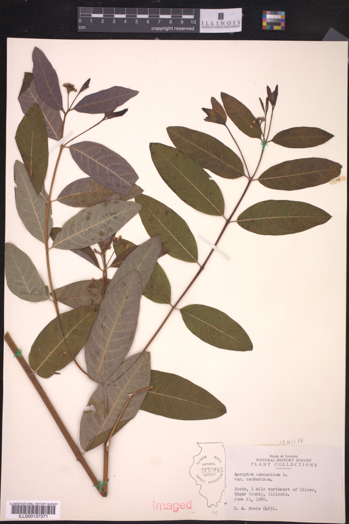 Apocynum cannabinum var. cannabinum image