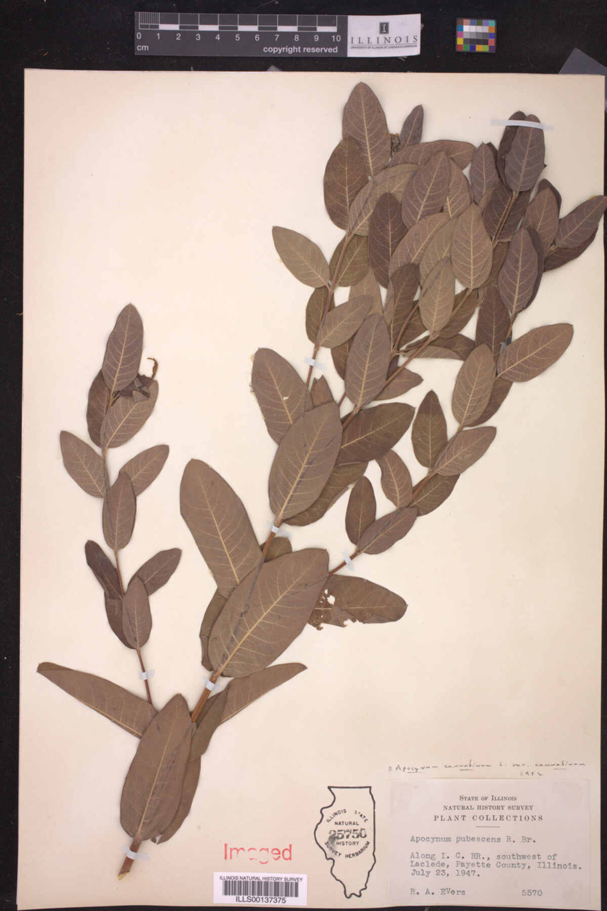 Apocynum cannabinum var. cannabinum image