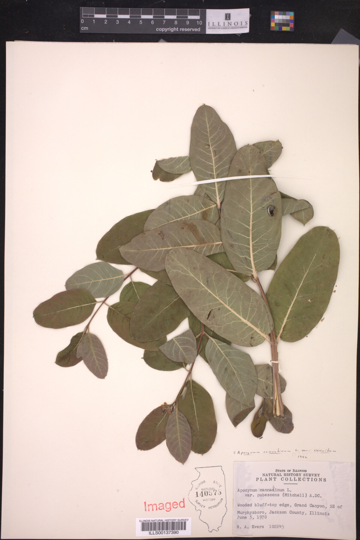 Apocynum cannabinum var. cannabinum image