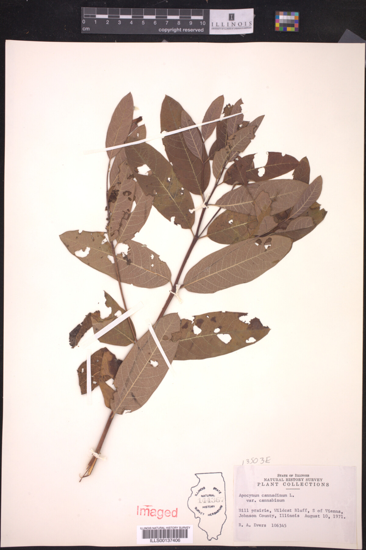 Apocynum cannabinum var. cannabinum image