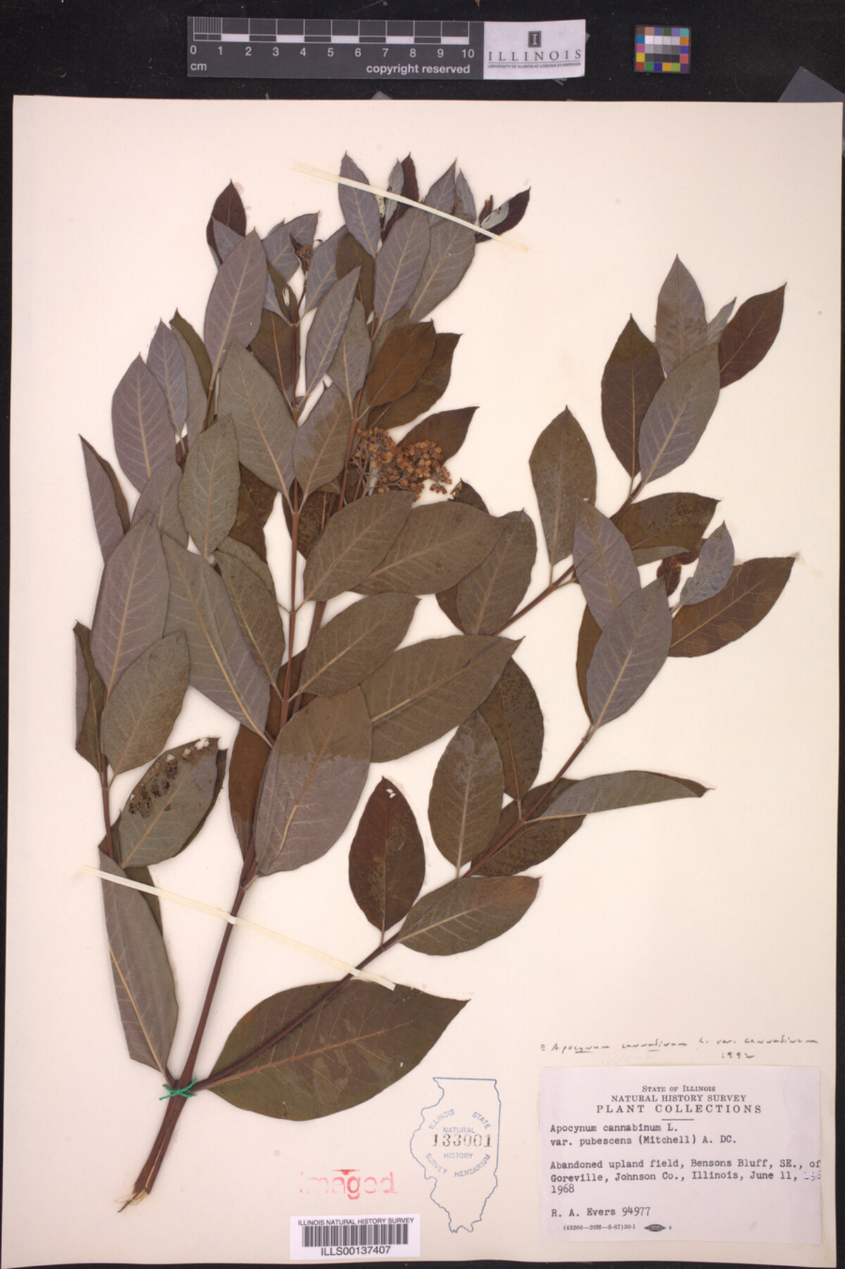 Apocynum cannabinum var. cannabinum image