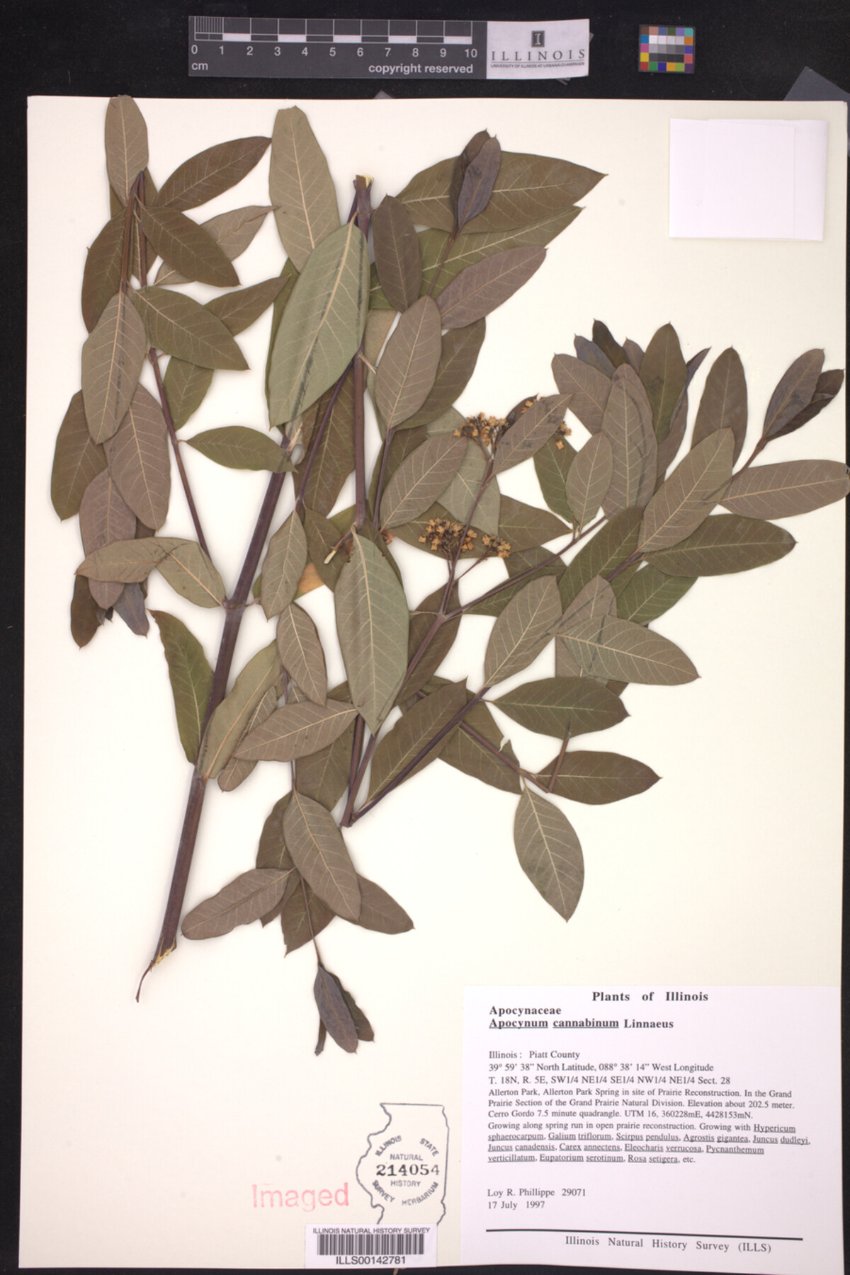 Apocynum cannabinum image