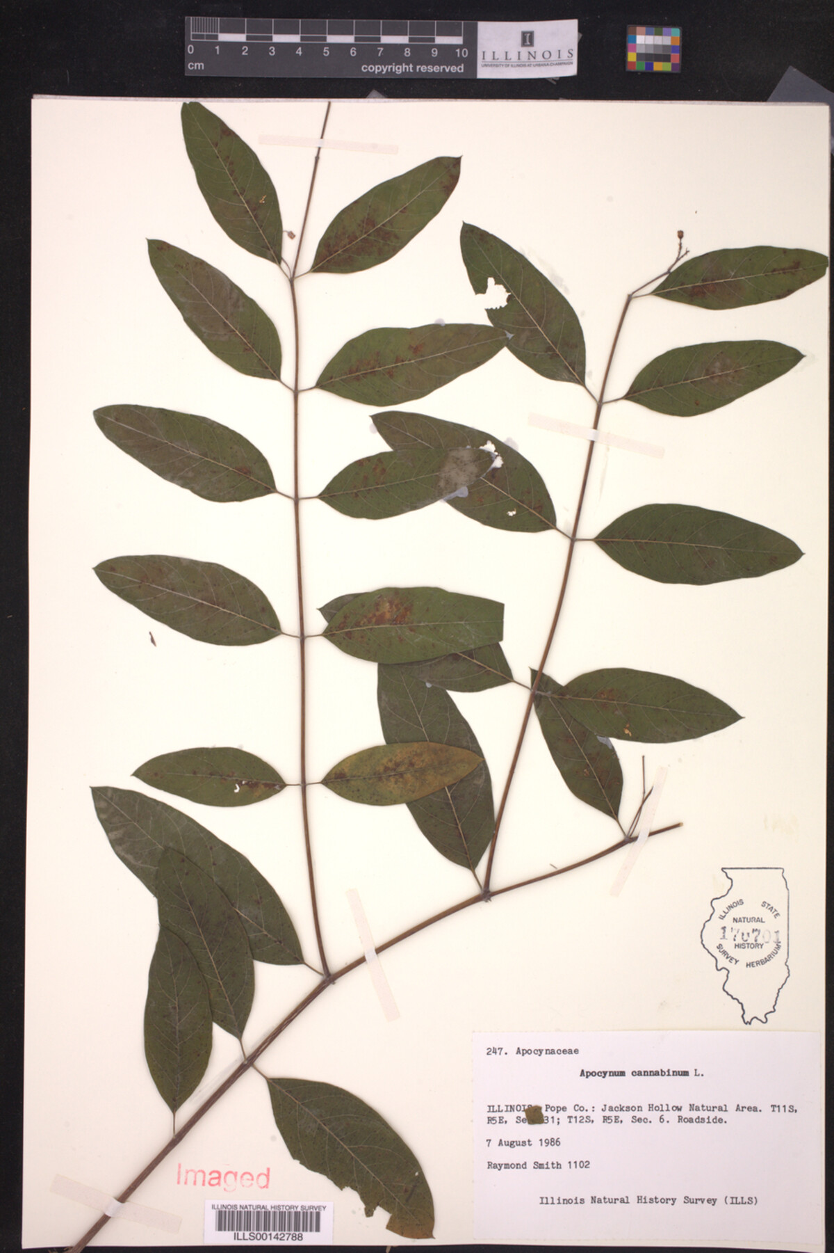 Apocynum cannabinum var. cannabinum image