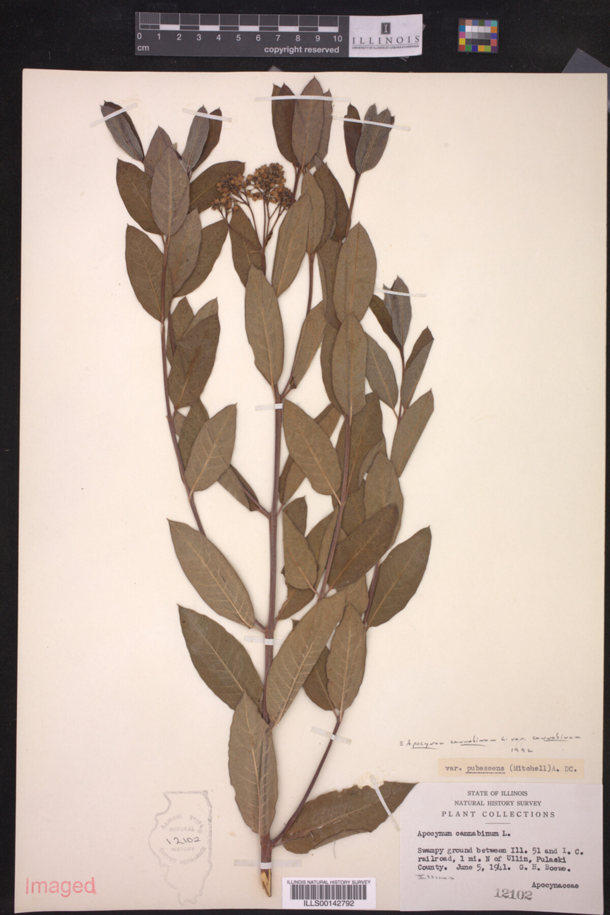 Apocynum cannabinum var. cannabinum image