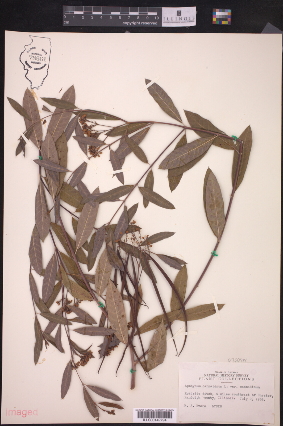 Apocynum cannabinum var. cannabinum image