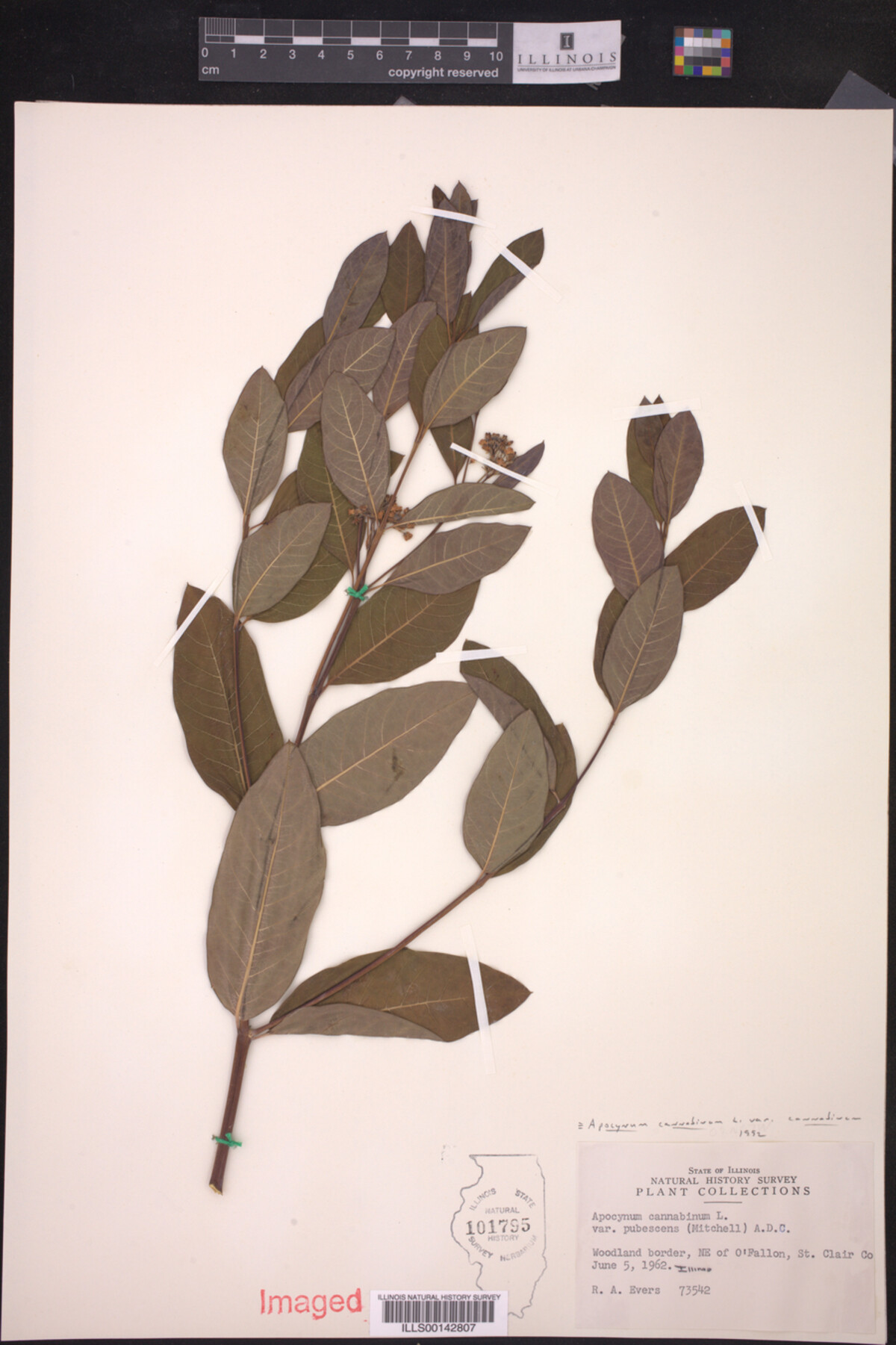 Apocynaceae image