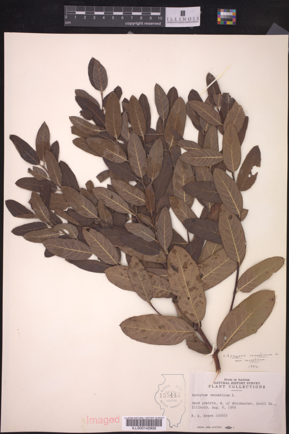 Apocynum cannabinum var. cannabinum image