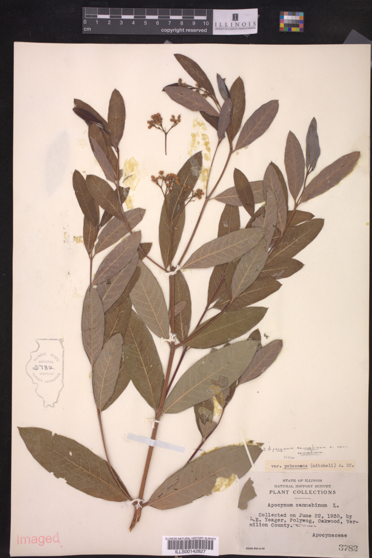 Apocynum cannabinum var. cannabinum image