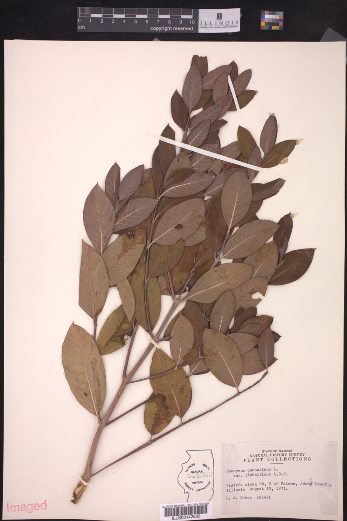 Apocynum cannabinum var. glaberrimum image