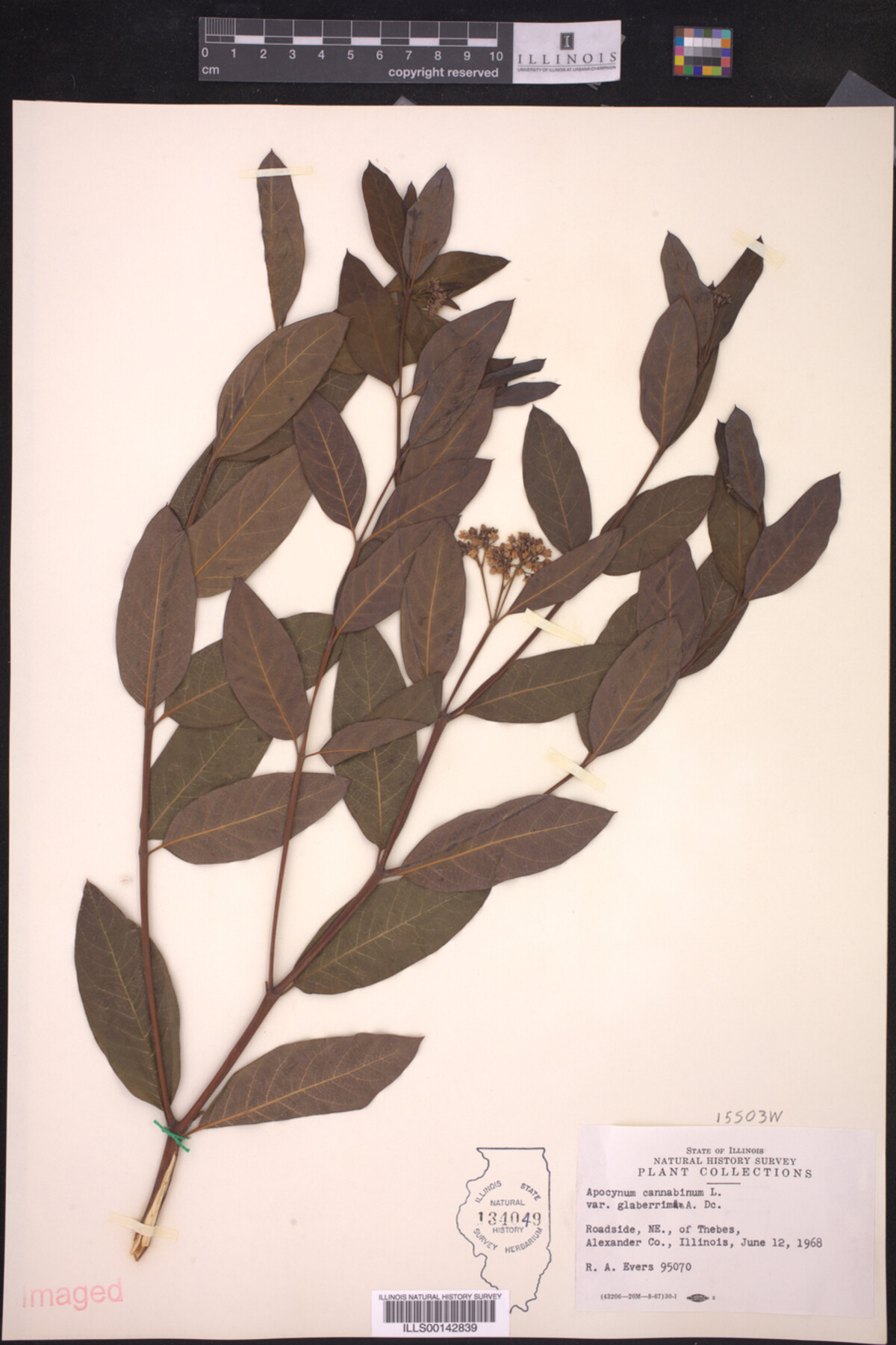 Apocynaceae image