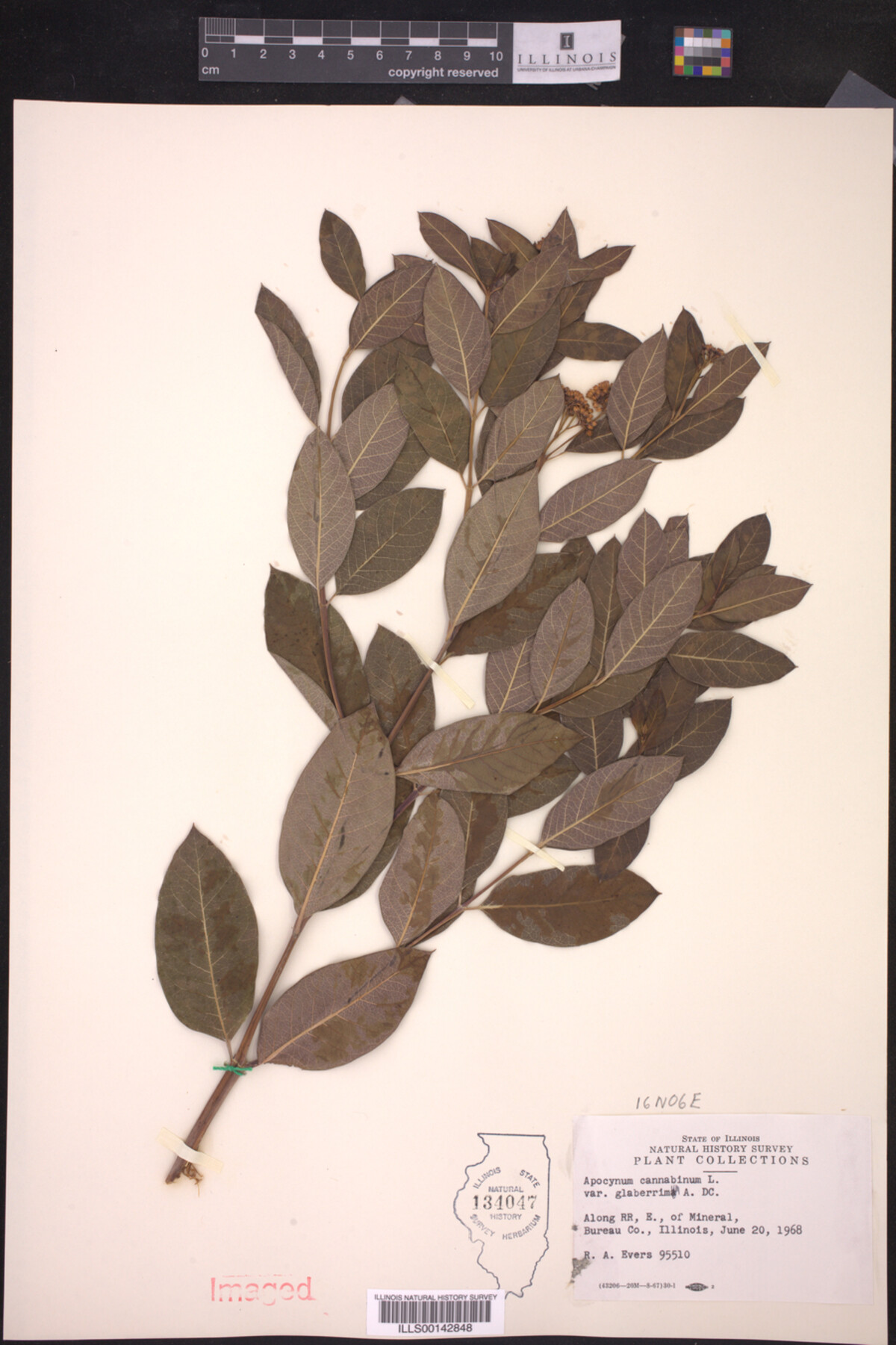 Apocynum cannabinum var. glaberrimum image