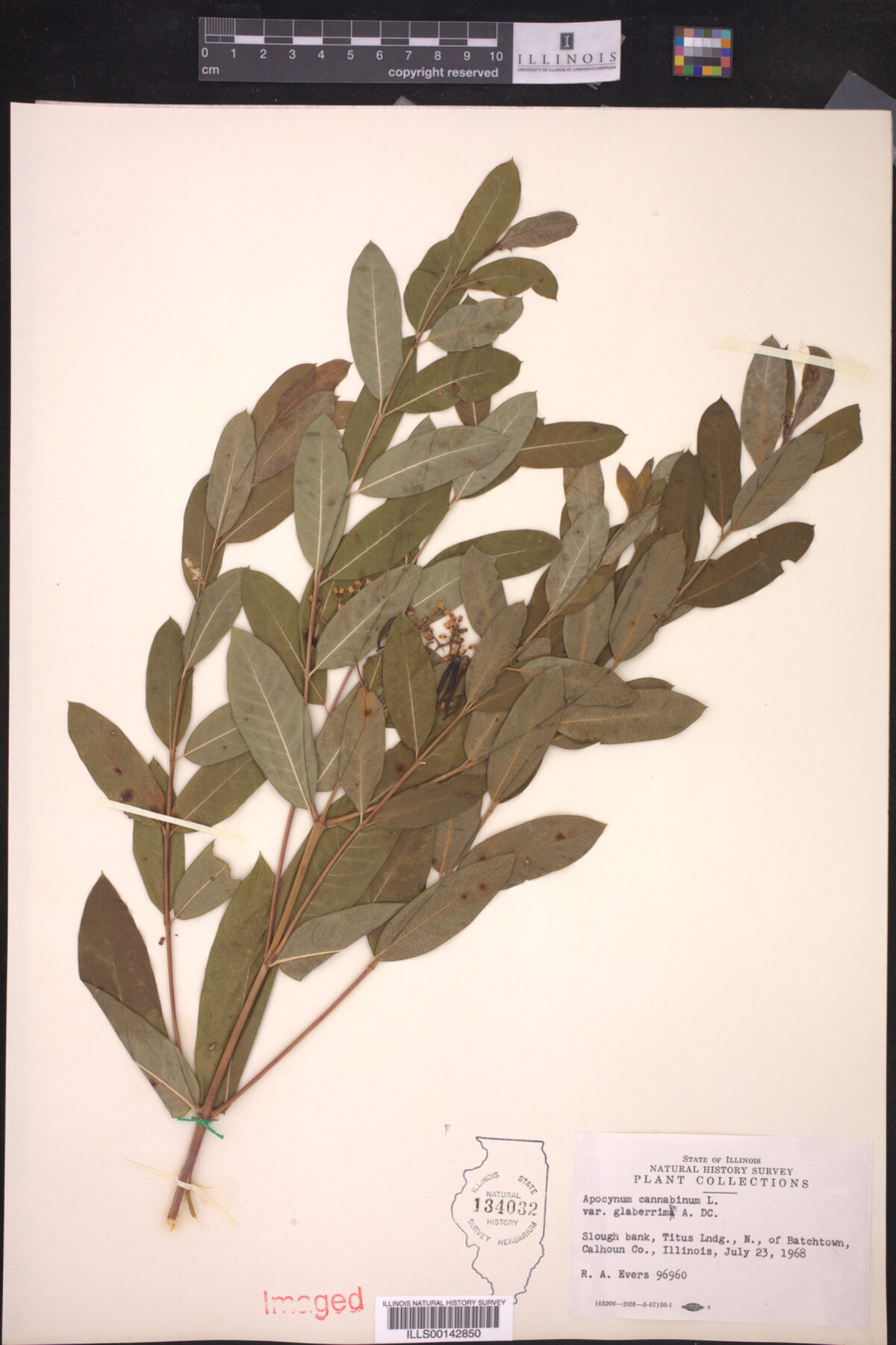 Apocynum image