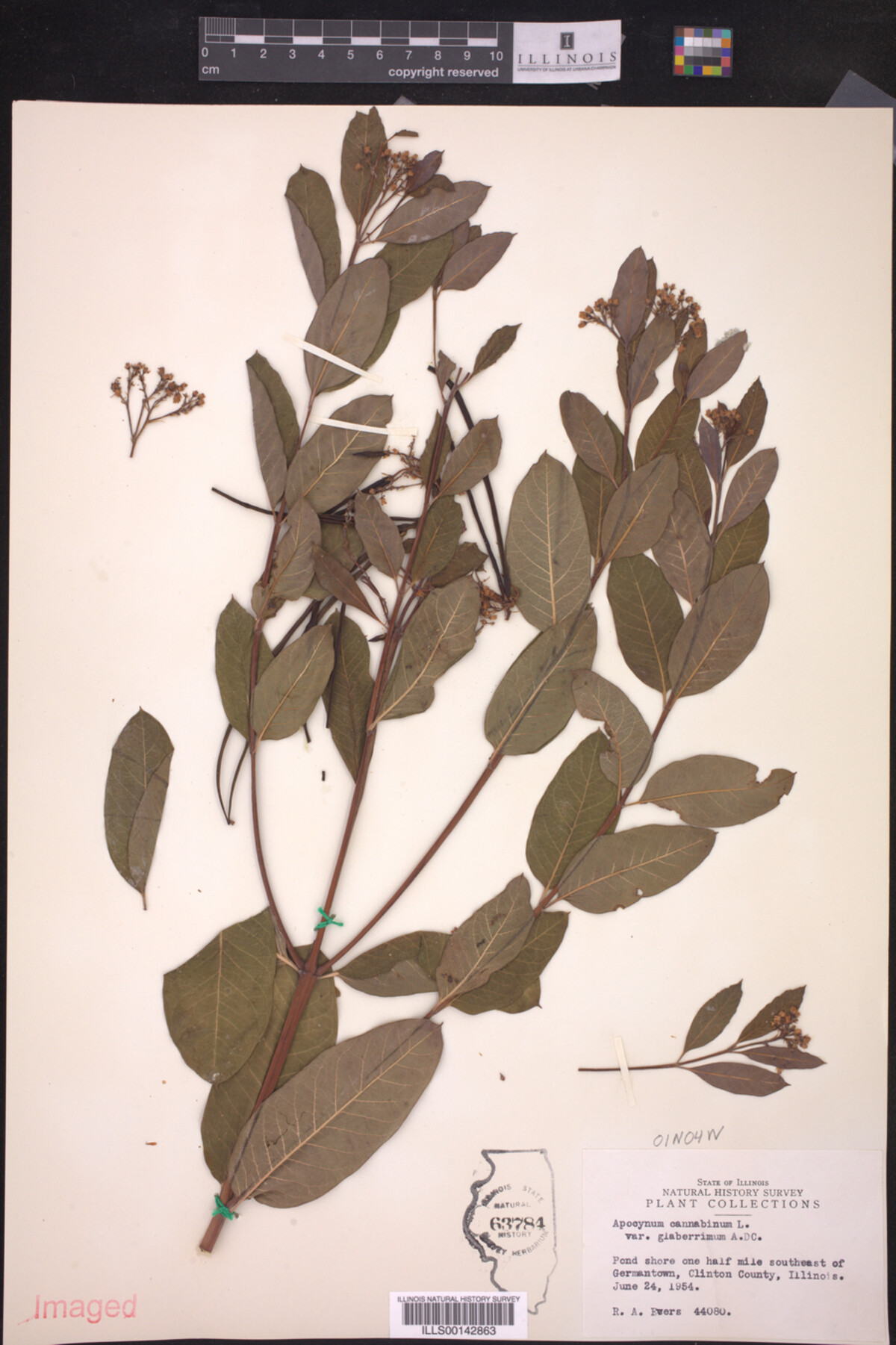 Apocynum cannabinum var. glaberrimum image